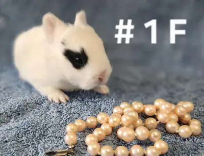 Top Featured Purebred Netherland Dwarf bunny rabbit, #Great for, View more