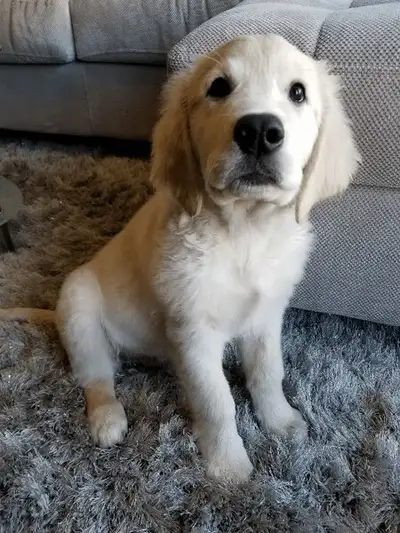 English Cream Golden Retriever  Puppies Ready Jan 21, View more