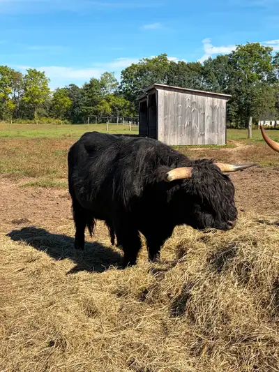 Highland Breeding Bull, View more
