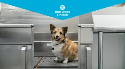 Pet-Friendly One Bedroom One Bath with In-suite Laundry for Rent, View more