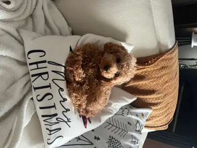 Garderie privée pour petits chiens, View more