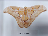 Papillon ''Quatre-fenêtres'' naturalisé (Guyane)