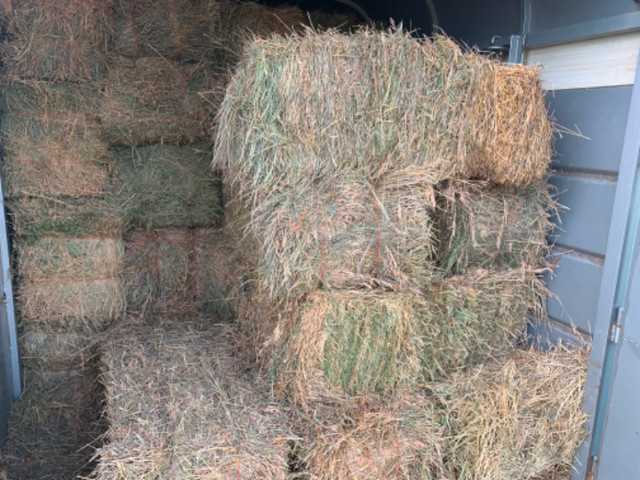 Square bales in Livestock in Swift Current