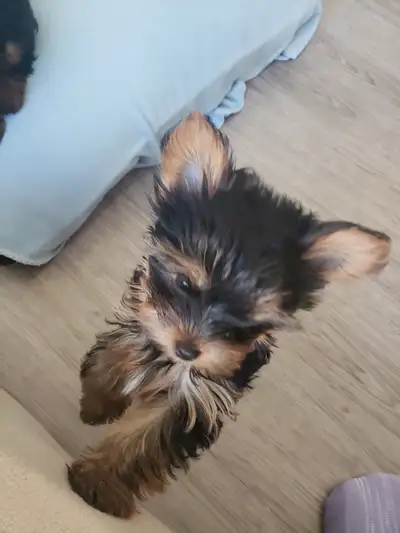 Traditional yorkie female puppies, View more