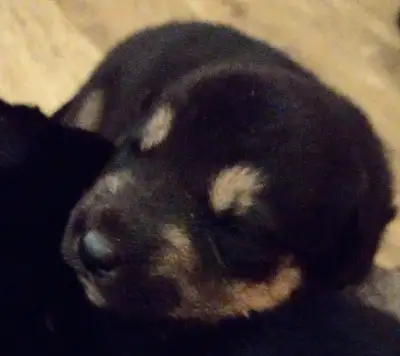 Puppies! Almost ready to adopt $500 obo, View more