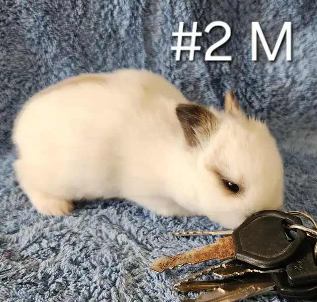 Great Featured Purebred Netherland Dwarf, Holland Lop, Hotot bun in Small Animals for Rehoming in Ottawa - Image 4