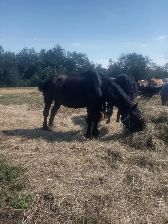 PERCHERON MARE in Horses & Ponies for Rehoming in Annapolis Valley - Image 2