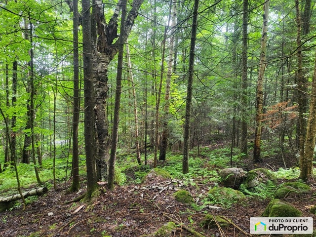 $83,200 - Residential Lot in Mont-Blanc (St-Faustin-Lac-Carré) — photo 3
