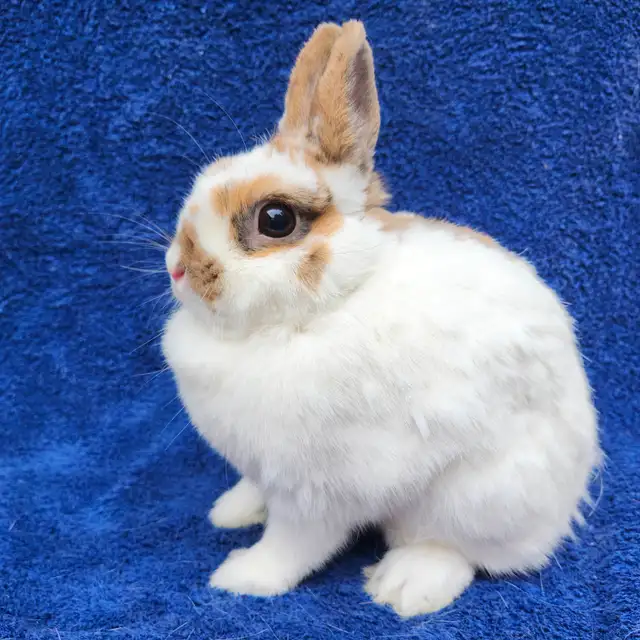 EXTRAORDINARY ENGLISH LOP &  HOLLAND LOP BUNNY RABBITS in Small Animals for Rehoming in Vancouver - Image 11
