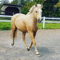 L/F riders! Multiple horse available for lease on property