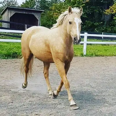L/F riders! Multiple horse available for lease on property, View more