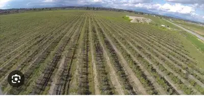 46.33 ACRES BLUEBERRY FARM ON #15 HWY, ALSO FRONTS ON HARVIE ROAD, APPPROX HALF THE FIELD IS IN ELLI...