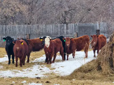20-22 Replacement Heifers for sale, View more