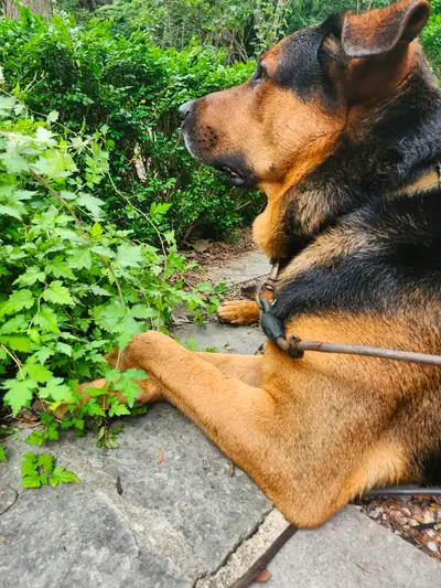 Dog Rottweiler German shepherd pour Maison seulement, View more
