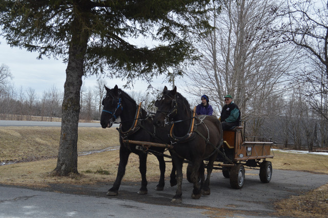 wagon & carriage rides in Wedding in Ottawa - Image 3