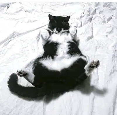 Sweet & Cuddly Cat Looking for His Forever Home, View more