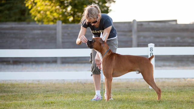 Show Handling Classes in Animal & Pet Services in London