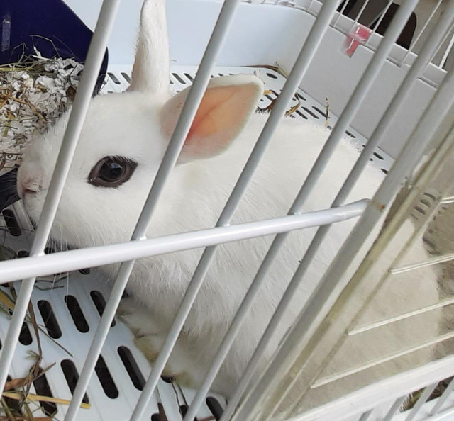 Top Featured Purebred Dwarf Hotot bunny rabbit, #Great for a gif in Small Animals for Rehoming in Kitchener / Waterloo - Image 2
