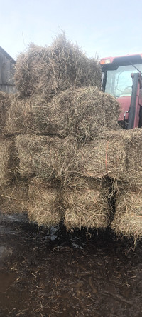 Small squares horse hay