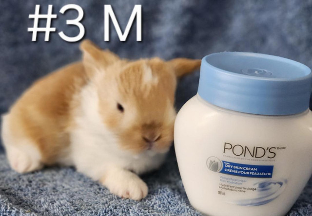 Top Featured Purebred Holland Lop, Netherland Dwarf, bunny rabbi in Small Animals for Rehoming in Kitchener / Waterloo - Image 4