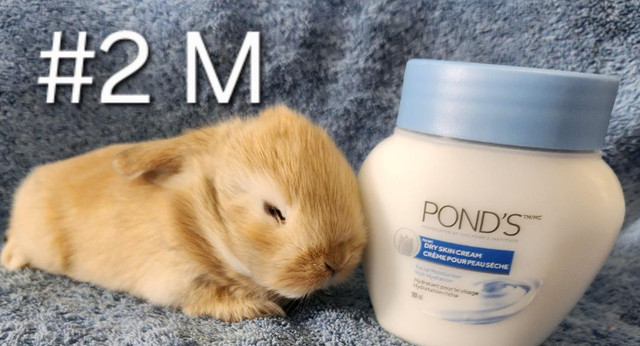Top Featured Purebred Holland Lop, Netherland Dwarf, bunny rabbi in Small Animals for Rehoming in Oshawa / Durham Region - Image 3