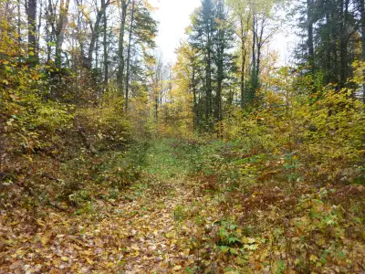 2 Beautiful Acres In Haliburton with Financing - $250 per month, View more