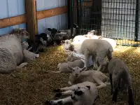 RAMS For Sale