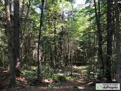 Superbe grand terrain de 2 acres (87 456 pieds carrés), zoné blanc et entièrement boisé, situé sur l...
