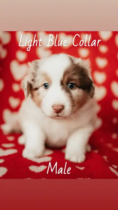 Stunning Standard Australian Shepherd puppies ❤️, View more