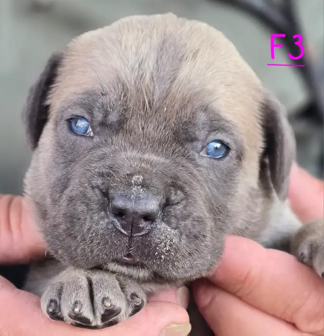 WORLD CLASS CANE CORSO PUPPIES in Dogs & Puppies for Rehoming in Vancouver - Image 19