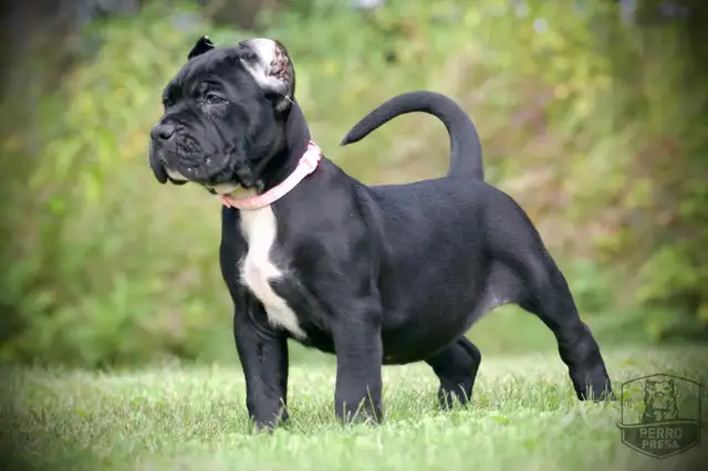 Presa Canario Puppies in Dogs & Puppies for Rehoming in City of Toronto - Image 28