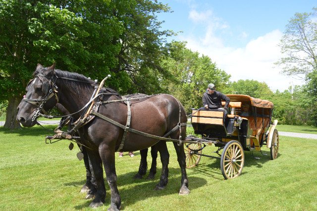 wagon & carriage rides in Wedding in Ottawa
