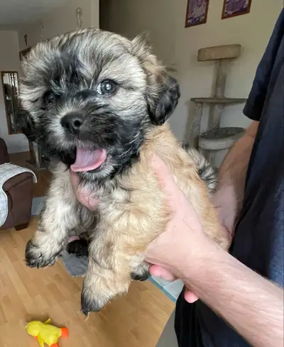 Shih Tzu Puppies, View more
