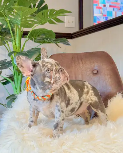 Lilac merle and tan female, carries testable and fluffy genes, View more