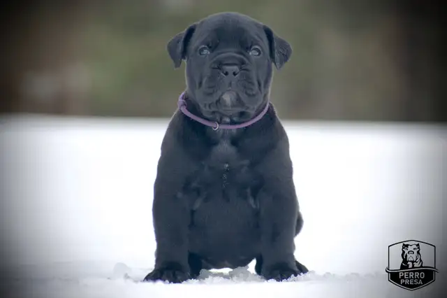 Presa Canario Puppies in Dogs & Puppies for Rehoming in City of Toronto - Image 29