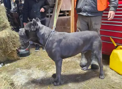 Cane Corso baby 1 left, View more