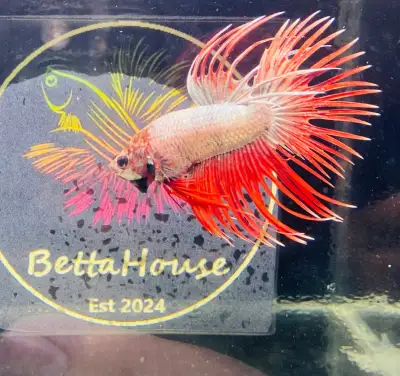 Betta Care Guide Share Facebook X (Twitter) Pinterest Tags bettas Betta fish are some of the most mi...
