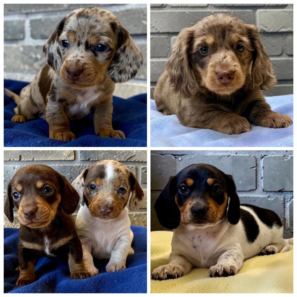 chiot teckel mini dachshund prêt à quitter | Dogs & Puppies for ...