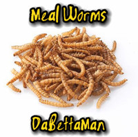 Meal worms 