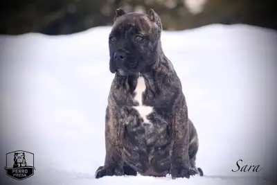 Perro Presa Kennel – Premium Purebred Presa Canario Breeders in Canada Males and females available a...