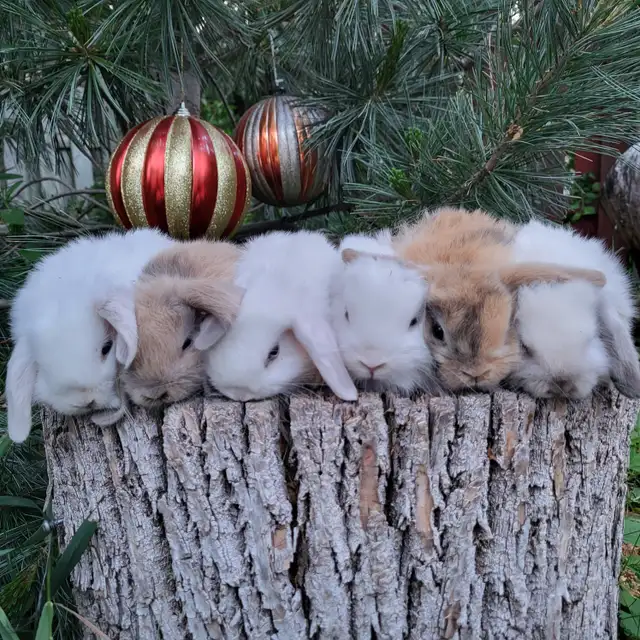EXTRAORDINARY ENGLISH LOP,  HOLLAND LOP & NETHERLAND DWARF BUNNY in Small Animals for Rehoming in Calgary - Image 11