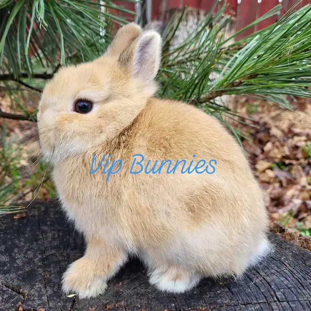 EXTRAORDINARY NETHERLAND DWARF, HOLLAND LOP,  LIONHEAD BUNNIES in Small Animals for Rehoming in Ottawa - Image 8