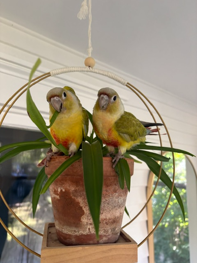 2 magnifiques conures ananas | 2 Beautiful Pineapple Conures, View more