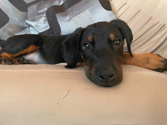 2 left Doberman puppy in Dogs & Puppies for Rehoming in City of Toronto