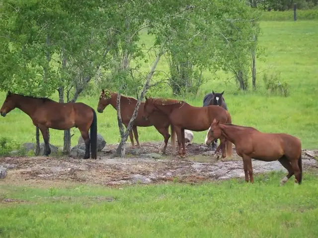 Horse Boarding Callander Area in Equestrian & Livestock Accessories in North Bay - Image 11