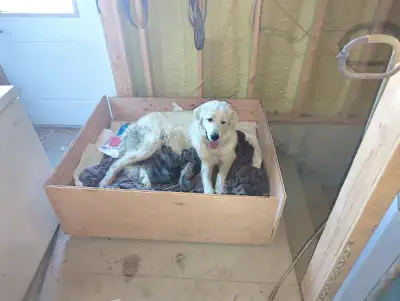 !!!!2 LEFT!!!! Great Pyrenees - German Shepherd/Belgian Malinois Puppies Mom - purebred great Pyrene...