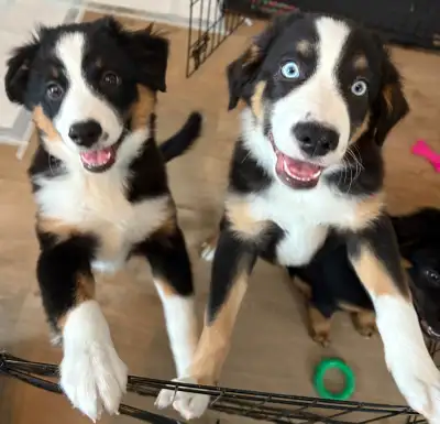 Australian Sheppard Mini Puppies, View more