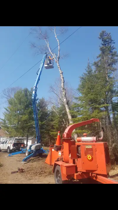 Full service tree removal Danger trees near houses clearing powerlines full insurance .large chipper...