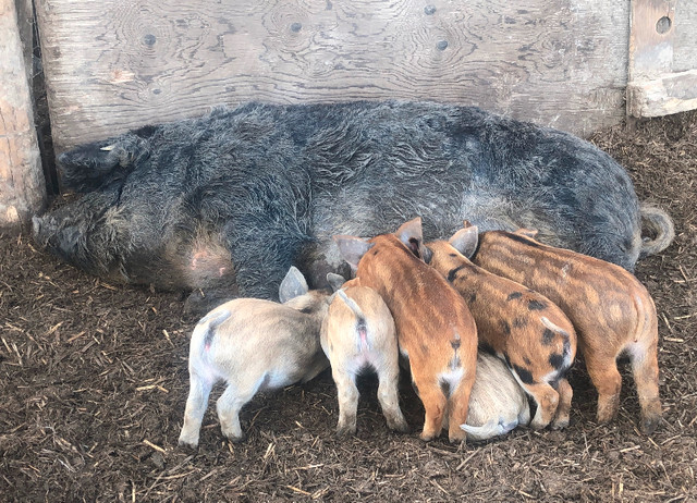 Spring  Piglets  for May 25 th in Livestock in Peterborough - Image 2