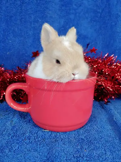 EXTRAORDINAIRE! Bébés lapin nain néerlandais + bélier Hollandais, View more